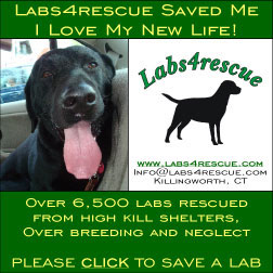 Save a lab sales rescue